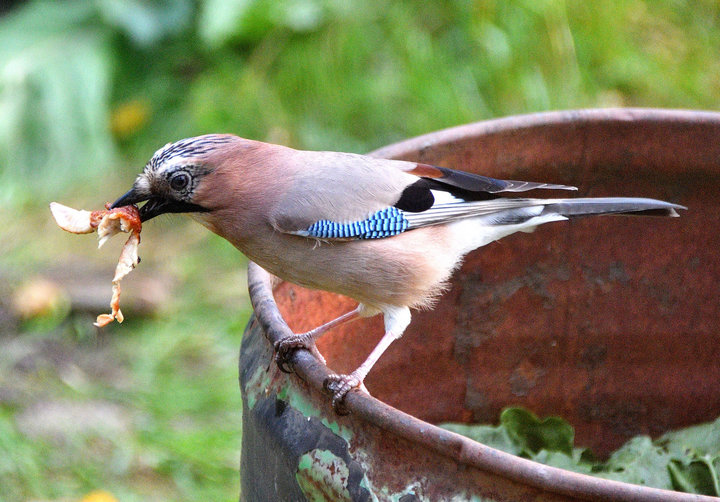 DSC_0454.jpg