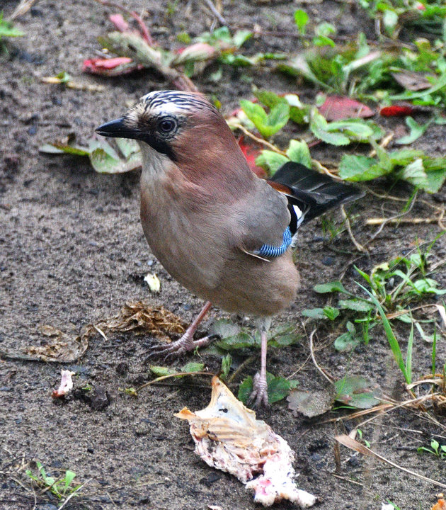DSC_0460.jpg