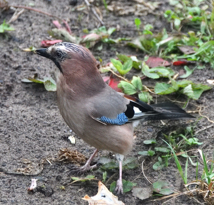 DSC_0461.jpg