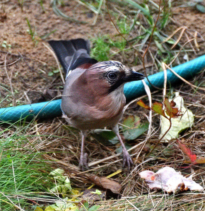 DSC_0466.jpg