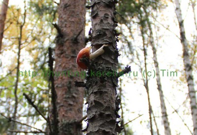 belka_zagotovki_2010_09_24.jpg