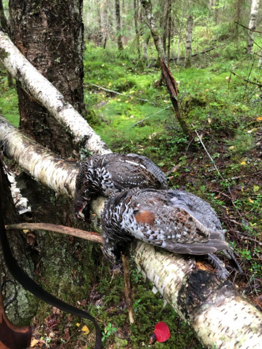 24 сен.jpeg (210.07 КБ) 3315 просмотров Открытие 2019