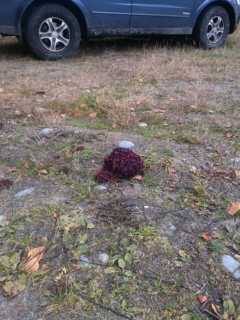 IMG2.jpg