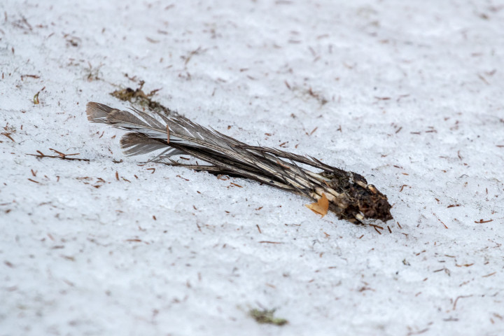 AK1I4856.jpg