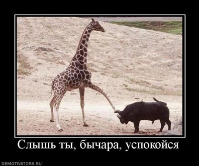 293642_slyish-tyi-byichara-uspokojsya.jpg