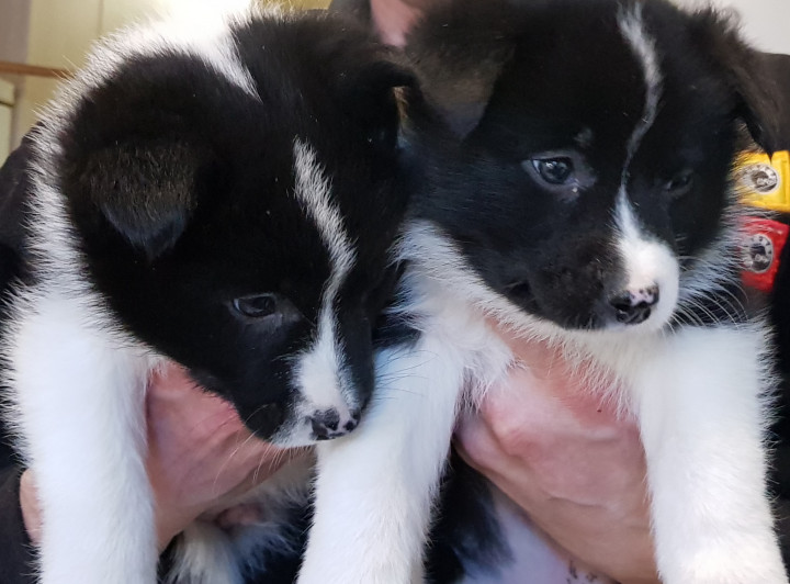 20210217_162458.jpg (1.5 МБ) 6360 просмотров Вот такая у нас была "зеркальная" парочка. Охотиться они тоже будут вместе.