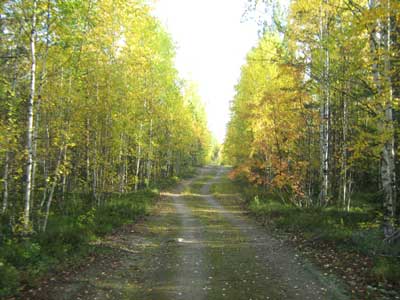 осенняя лесная дорожка