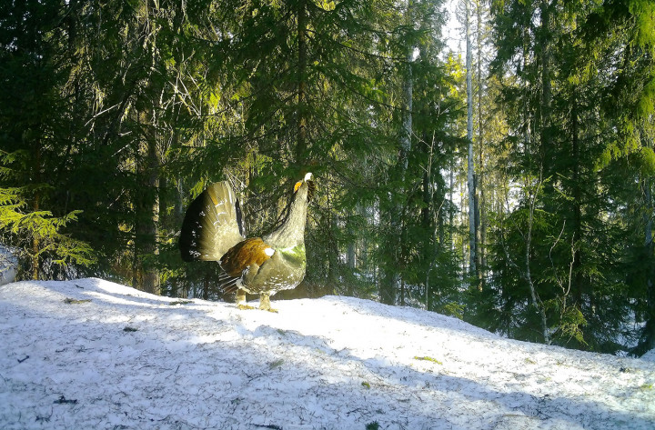 IMAG0017.jpg