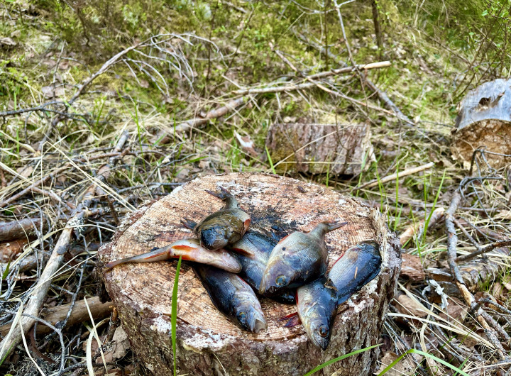 Рыба в речке есть.jpeg