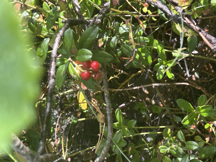 IMG_5755.jpeg