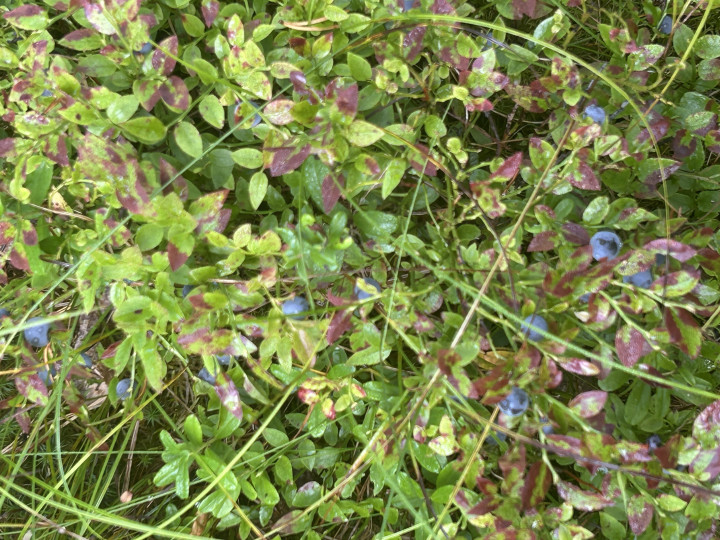 IMG_5758.jpeg