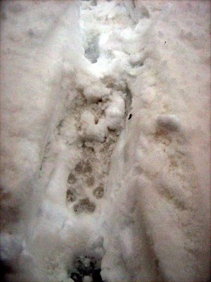 Волчара прошел следом за нами по нашим путанным следам...