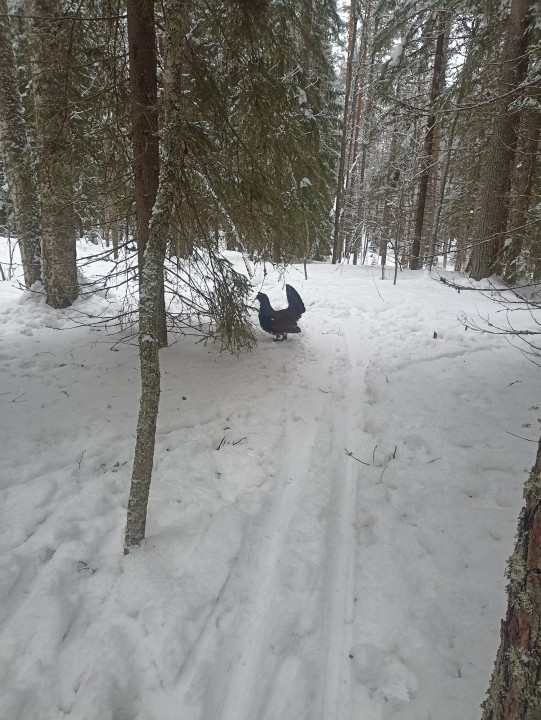 Час назад на "Фонтанах". Окольцован. Если близко подходишь, атакует)