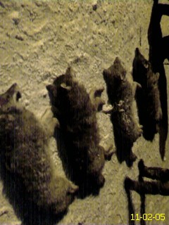 DC110205017.jpg