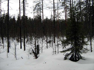 Зима над зарастающим болотцем.