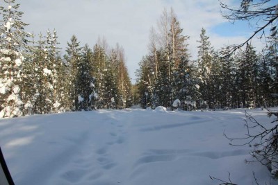 Старая барсовка, оставленная мной почти месяц назад. Следы лося на ней...