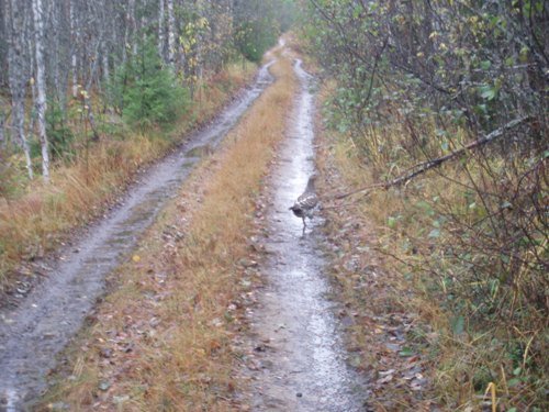 Взлетать ну никак не хотела, мы её уже бакмпером толкаем, ни в какую.