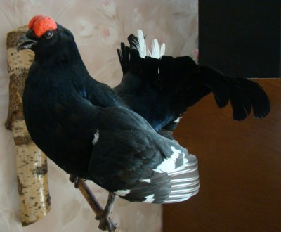 Чучело тетерева.jpg (64.4 КБ) 4878 просмотров Чучело тетерева.jpg