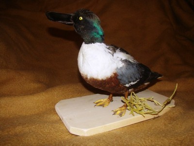 Чучело широконоски.jpg (85.86 КБ) 4880 просмотров Чучело широконоски.jpg