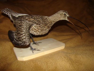 Чучело кроншнепа.jpg (100.61 КБ) 4878 просмотров Чучело кроншнепа.jpg