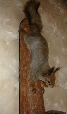 Чучело белки....jpg (53.16 КБ) 4880 просмотров Чучело белки....jpg