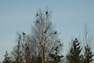 IMG_9502.jpg