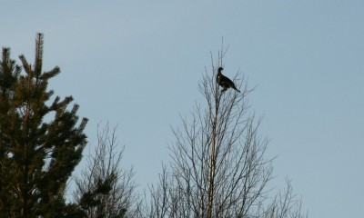 IMG_9513.jpg
