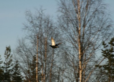 IMG_9514.jpg