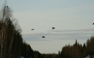 IMG_9508.jpg