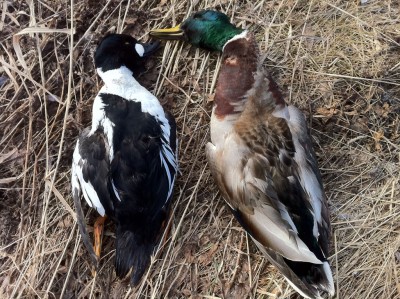 IMG_01511.jpg (379.11 КБ) 3082 просмотра Первый трофей в этом сезоне