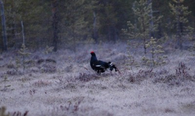 IMG_6444o.JPG