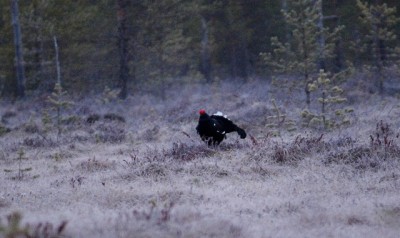 IMG_6445o.JPG