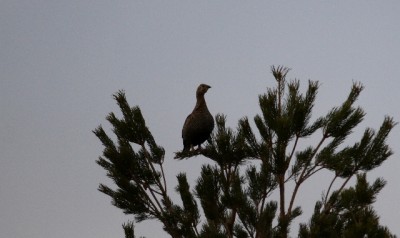 IMG_6451o.JPG
