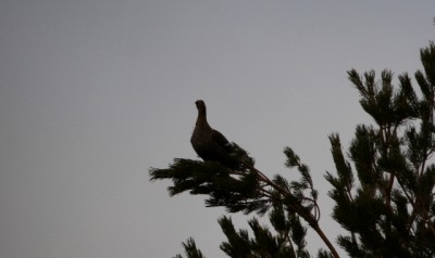 IMG_6452o.JPG