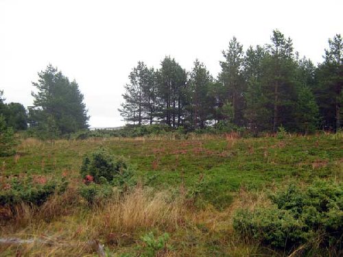 Скромная природа островов на севере - но цвета радуют глаз...