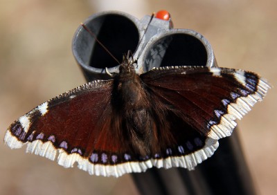 batterfly.jpg