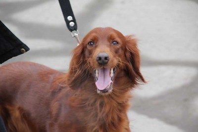 irlandskij_setter.jpg