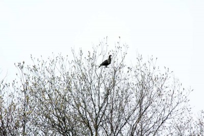 IMG_0527.jpg
