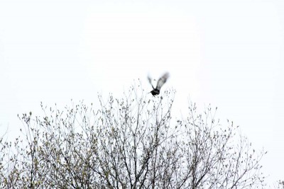 IMG_0528.jpg