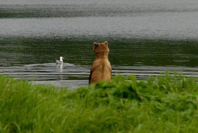 bear-1.jpg