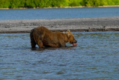 bear-89.jpg