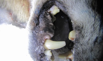 IMG_0042_thumb.jpg (726.81 КБ) 4328 просмотров IMG_0042_thumb.jpg