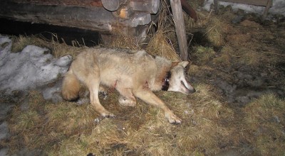 IMG_0030_thumb.jpg (1.02 МБ) 4060 просмотров IMG_0030_thumb.jpg