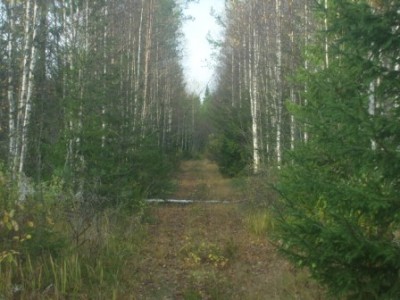 лесная дорога.JPG