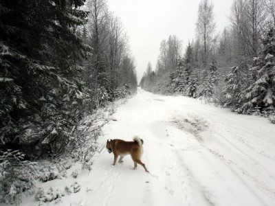 winterroad.jpg