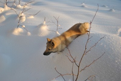 Изображение 1089.jpg (1.43 МБ) 2500 просмотров Изображение 1089.jpg