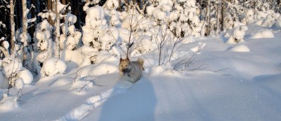 Изображение 1094.jpg (1022.83 КБ) 2500 просмотров Изображение 1094.jpg