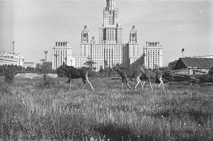 лоси.jpg