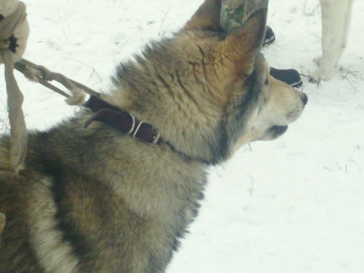 SAM_0485.JPG