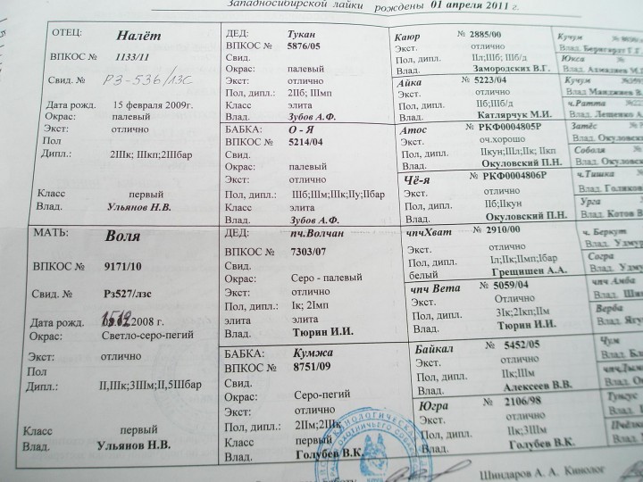 Копия P1010245.JPG